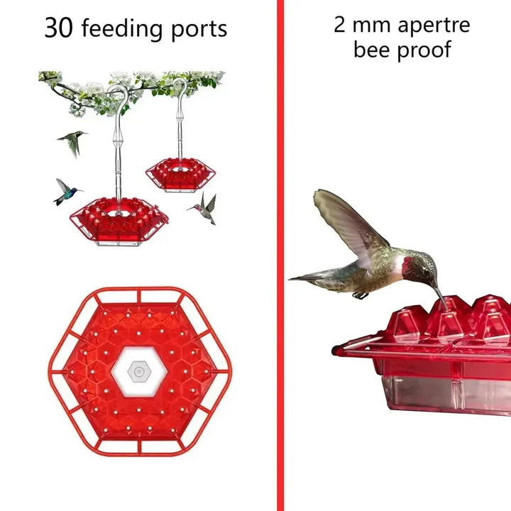 Ant Bevis Kolibri Matare Utomhus Hängande Perch