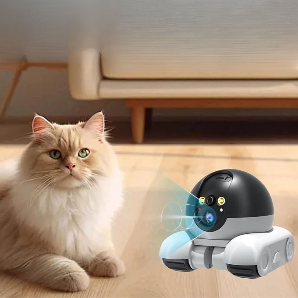 Inomhus Husdjur Hund Katt Kamera