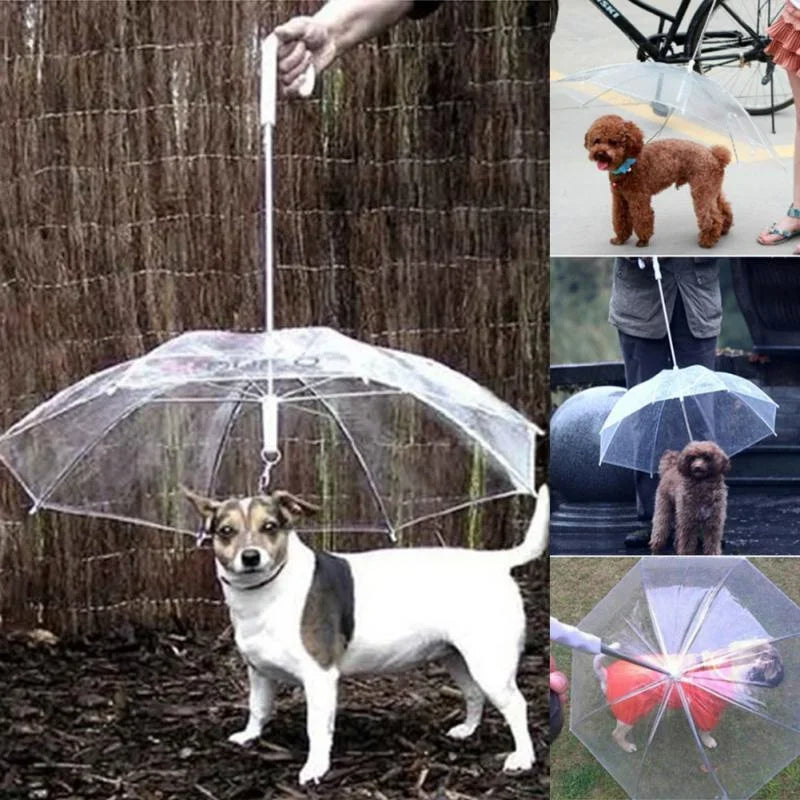 Hundparaply med koppel