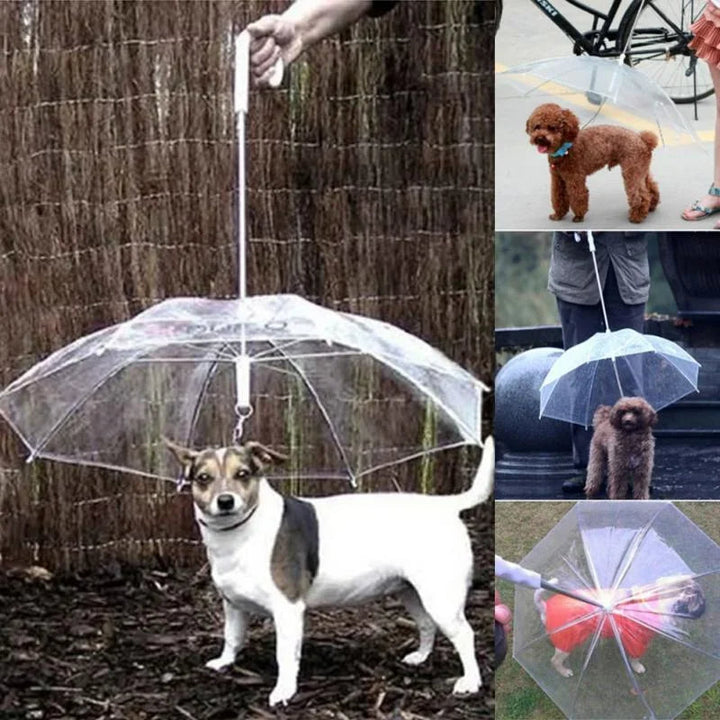 Hundparaply med koppel
