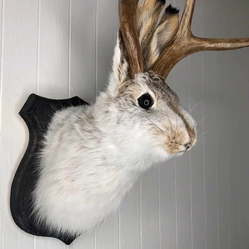 Jackalope Väggdekoration