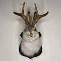 Jackalope Väggdekoration