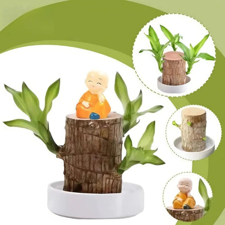 Lycklig Brasiliansk Träplanta