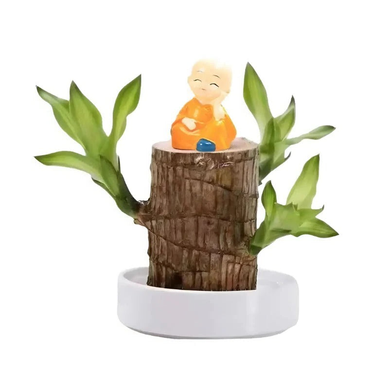 Lycklig Brasiliansk Träplanta
