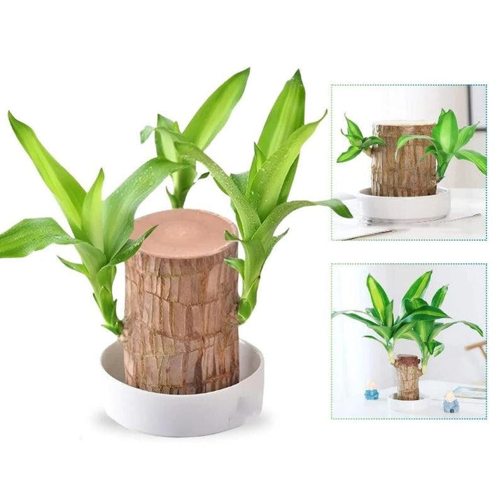 Lycklig Brasiliansk Träplanta