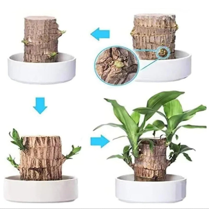Lycklig Brasiliansk Träplanta