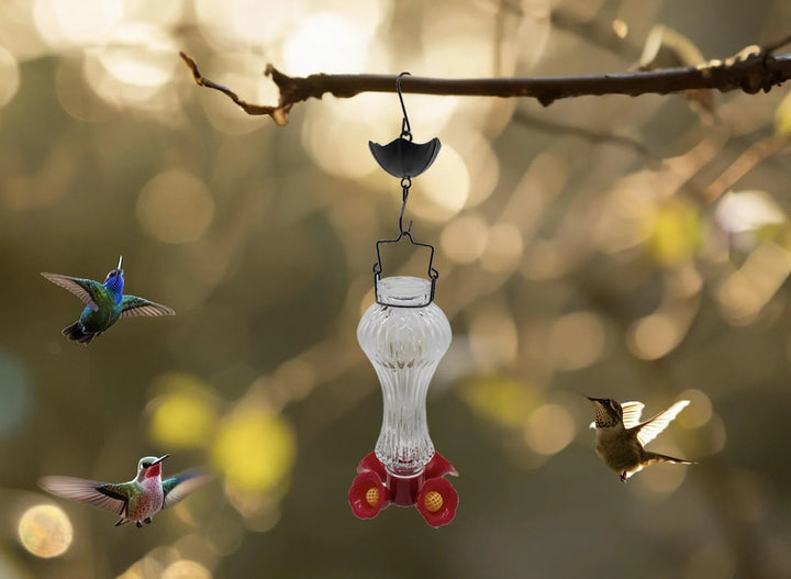 Blommor Glas Kolibri Matare Med Myrmoat