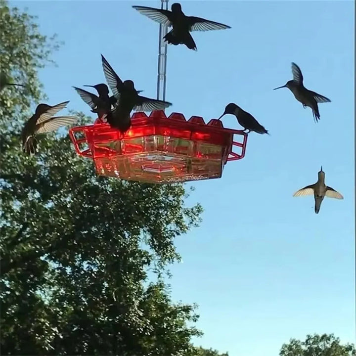 Ant Bevis Kolibri Matare Utomhus Hängande Perch