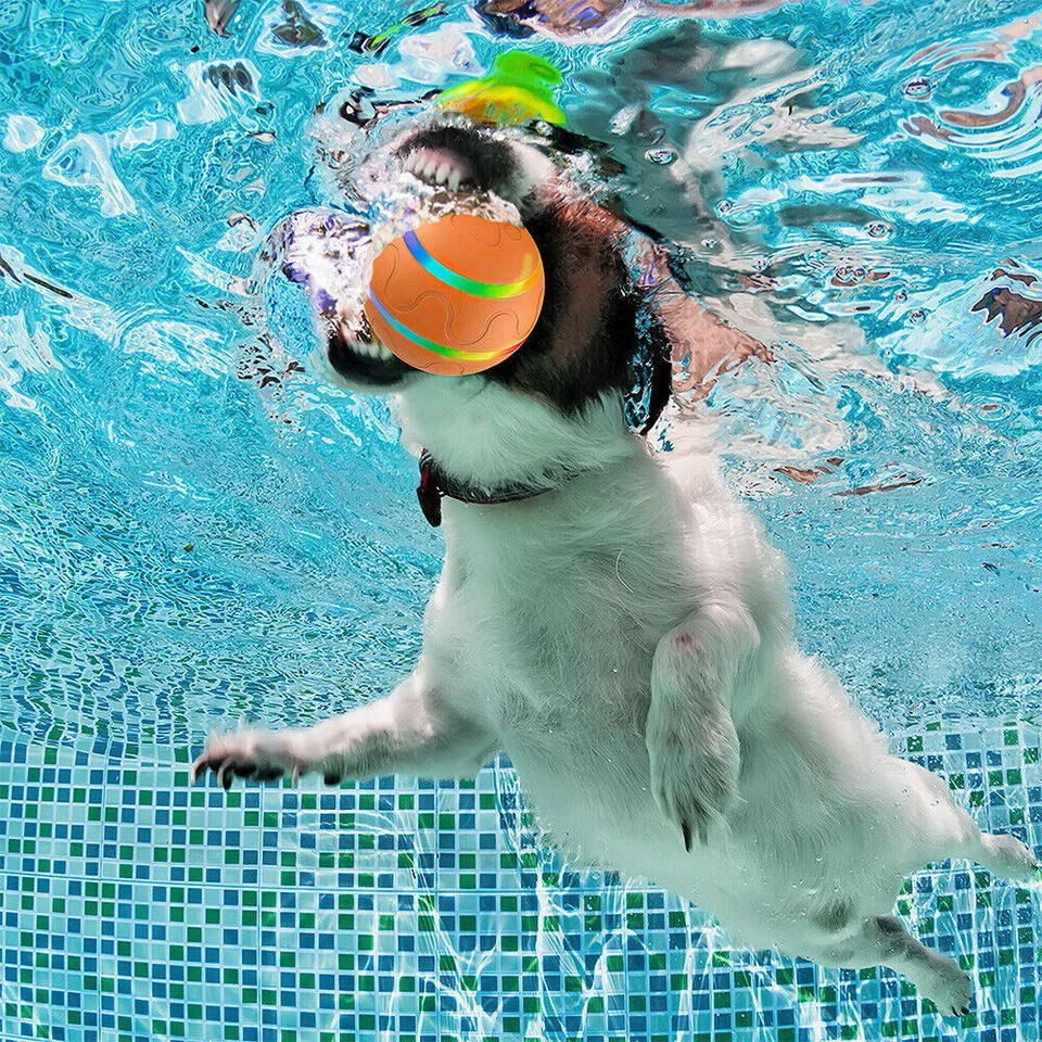 Interaktiv Hundboll Lek