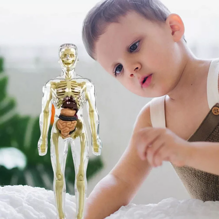 3D Mänsklig Kropp Torso Modell för Barn | Anatomimodell Skelett