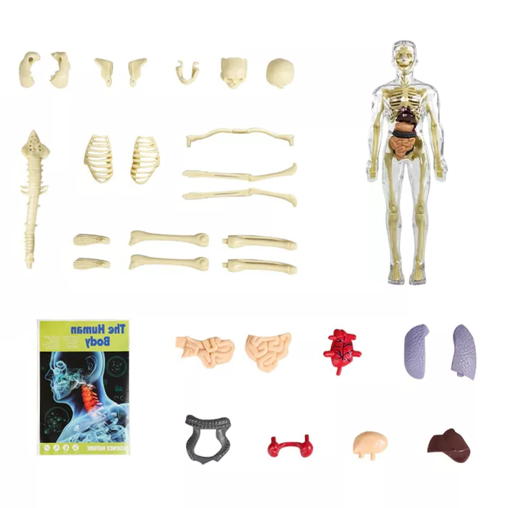 3D Mänsklig Kropp Torso Modell för Barn | Anatomimodell Skelett