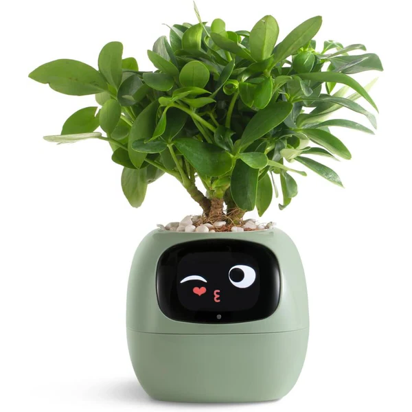 Smart Blomkruka Ivy - Innovativ Växtvård
