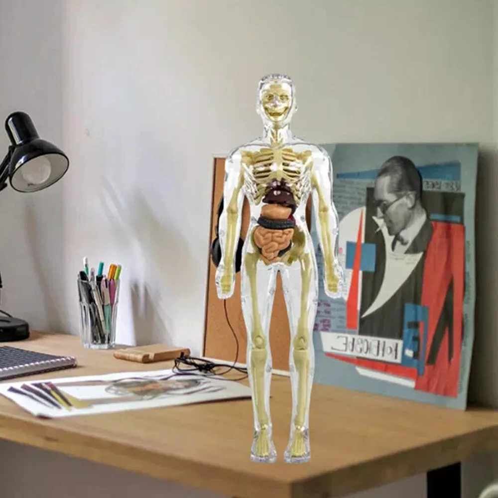 3D Mänsklig Kropp Torso Modell för Barn | Anatomimodell Skelett