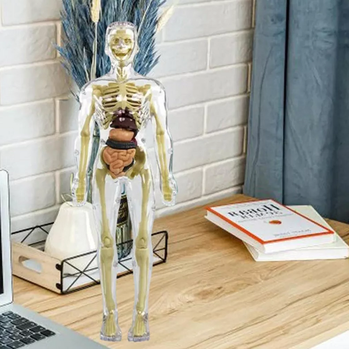 3D Mänsklig Kropp Torso Modell för Barn | Anatomimodell Skelett